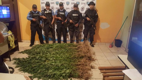 Decomisan más de 320 plantas de supuesta marihuana en Río Colorado, Olancho
