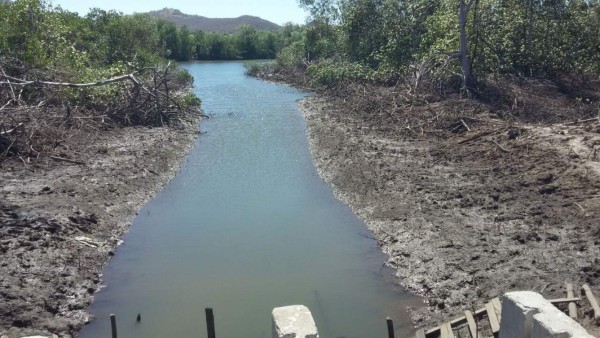 Honduras: Depredación de manglares