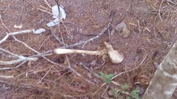 Honduras: Encuentran osamentas de jóvenes desaparecidas en Santa Bárbara