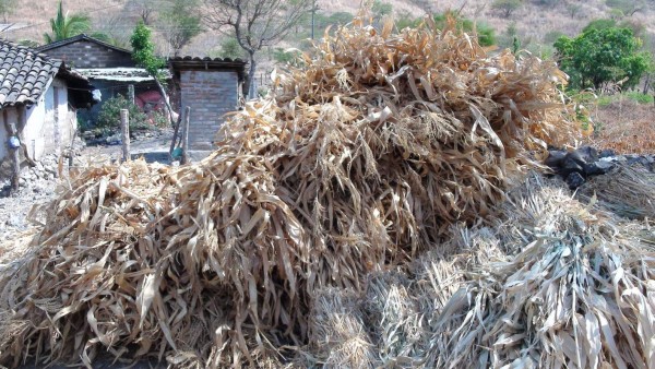 Honduras: Comunidades del sur se preparan para la sequía