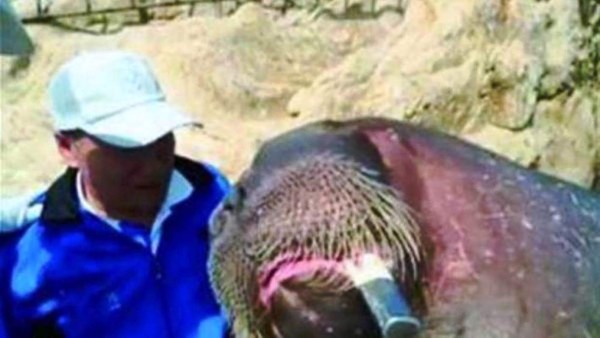 Morsa ahoga a empresario chino después de tomarse varios selfies