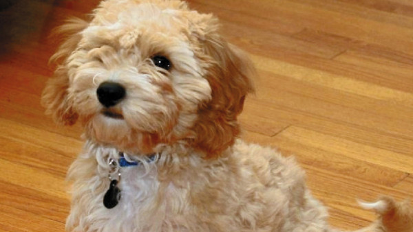 Crean raza de perro que siempre será cachorro