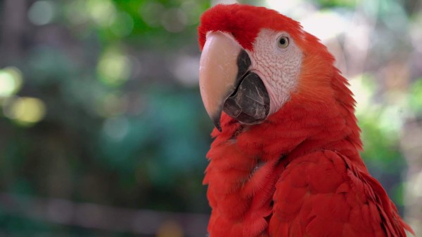 Identidad de guacamaya o identidad universal