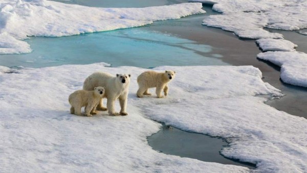 FOTOS: Descongelamiento provoca que osos polares ingresen a casas y coman basura en Rusia