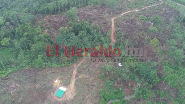 Acciones emprendidas para frenar construcción de carretera en pleno corazón de Biósfera del Río Plátano (FOTOS)