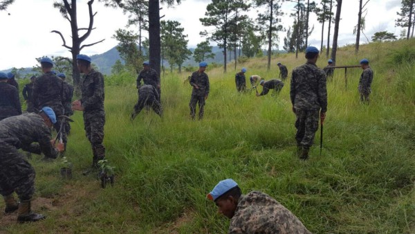 En la capital se necesita reforestar unas 25 mil hectáreas de bosque