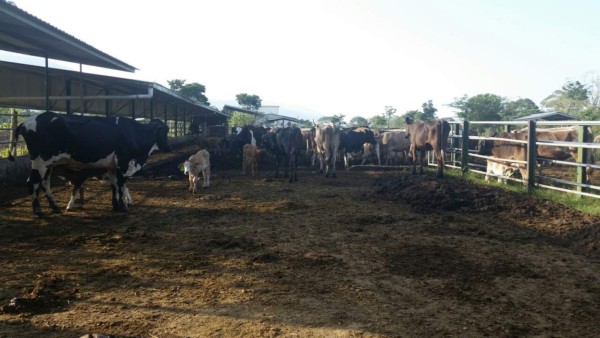 Operación Centurión II: Incautan y aseguran más bienes ligados al narcotráfico en Honduras