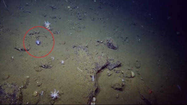 Científicos encuentran un calamar que parece un juguete