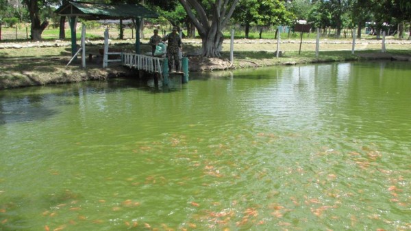 Fértil y muy variada, conozca la ruta agroturística de Comayagua