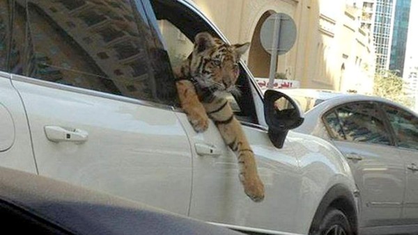 Las excéntricas costumbres de los millonarios de Dubai