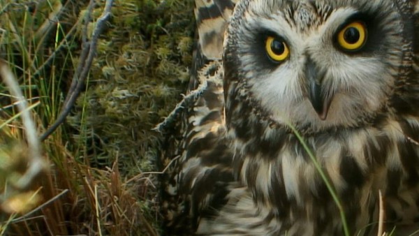 Los mejores chistes de la semana