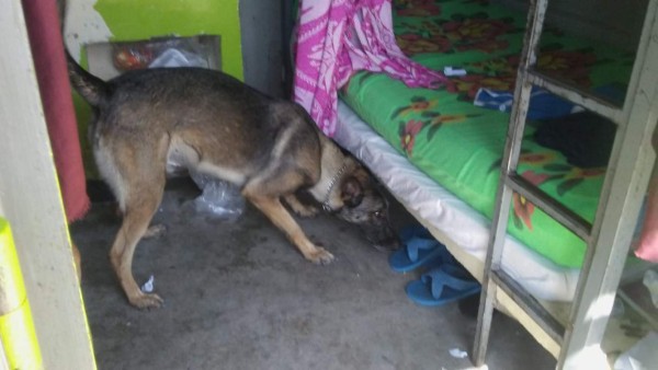 Con perros y pasamontañas, así llegaron agentes a inspeccionar varios centros penitenciarios de Honduras