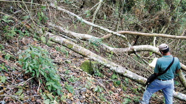 Deforestadas 20 manzanas de Parque Nacional en Comayagua