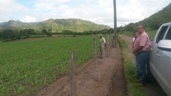 Juticalpa y Catacamas producen el 59% de los granos básicos de Olancho