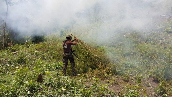 Más de un millón de plantas de marihuana ha destruido Fusina este 2017
