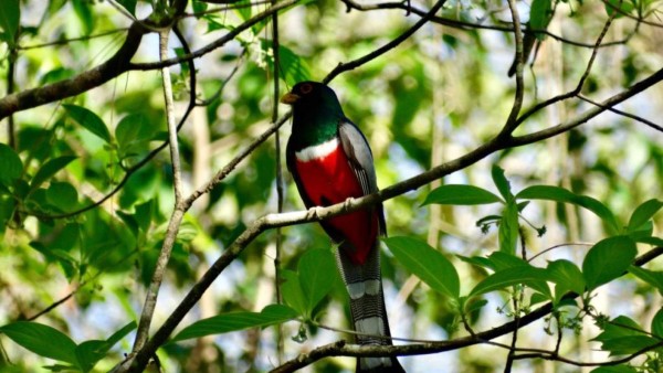 FOTOS: Exóticas y coloridas, así son las aves que se observan en Comayagua