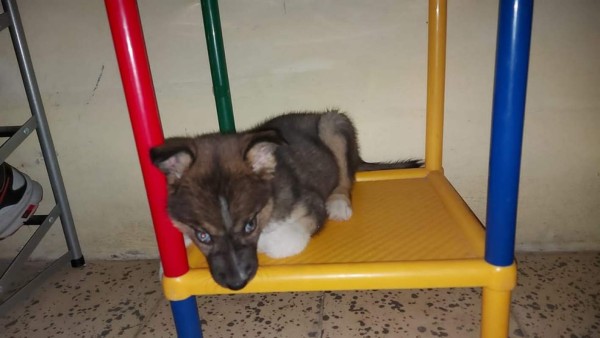 'Día mundial del Perro', lectores nos comparten imágenes de sus canes