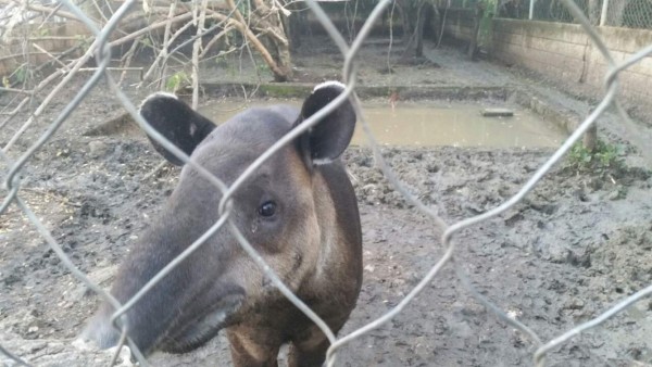 Honduras: Cae la esposa del cabecilla de la banda de Los Amador