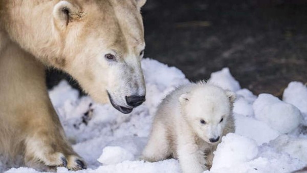 FOTOS: Descongelamiento provoca que osos polares ingresen a casas y coman basura en Rusia