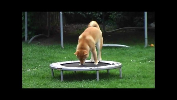 Displasia de cadera en su mascota ¿Qué hacer?