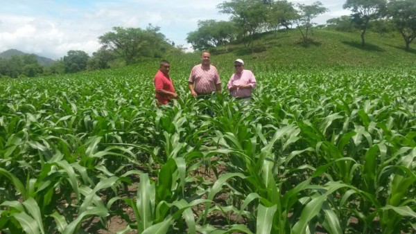 Juticalpa y Catacamas producen el 59% de los granos básicos de Olancho