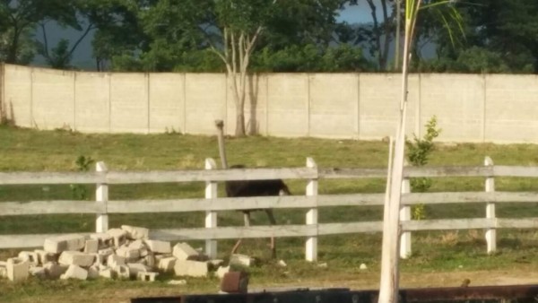 Allanan vivienda del alcalde de Yoro por sospechas de narcotráfico