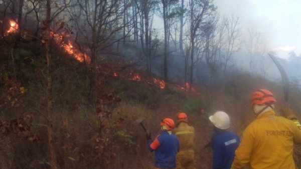 Ardua labor realizan los protectores de los bosques capitalinos