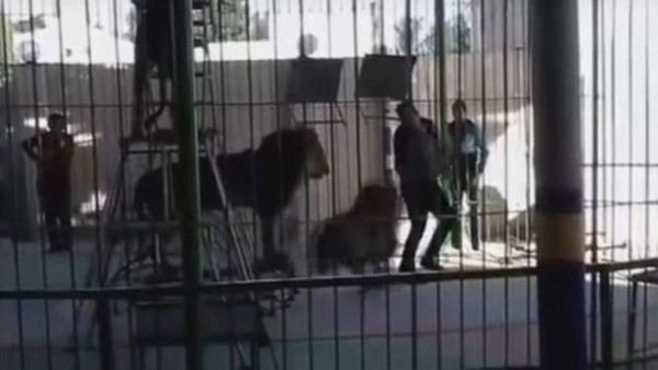 Video: Un león atacó a su domador durante un espectáculo en un circo