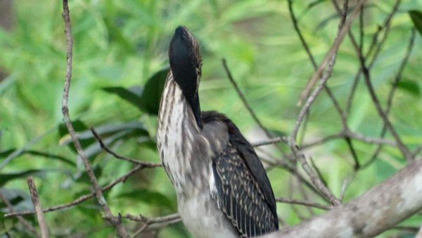 FOTOS: Exóticas y coloridas, así son las aves que se observan en Comayagua