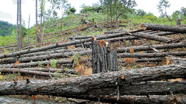 Deforestadas 20 manzanas de Parque Nacional en Comayagua