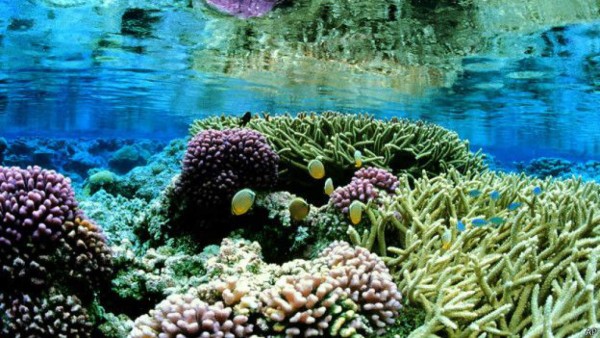 Obama establece la reserva marina más grande del mundo