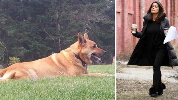 Dramas de los famosos y sus mascotas