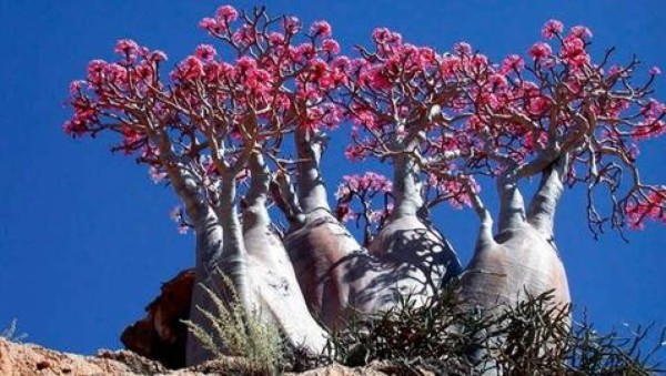 Descubre la 'isla alienígena' en la Tierra&nbsp;&nbsp;