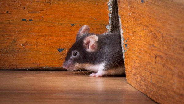 Erradique las plagas en su hogar