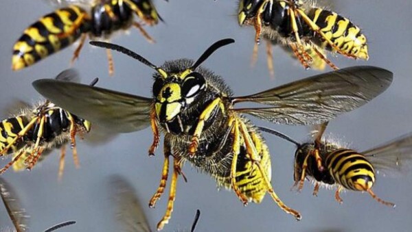 Avispas obligan a suspender partido en Grecia