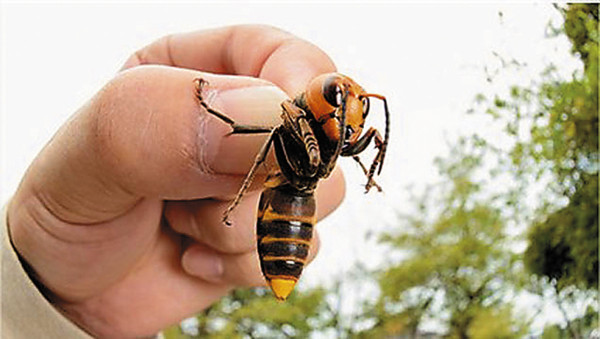 Avispas gigantes aterrorizan poblados de China