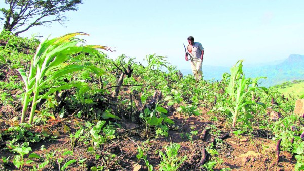 Proyecciones de cosecha sin respaldo de estadísticas reales
