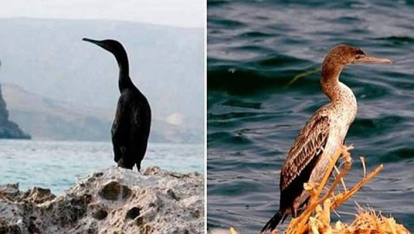 Descubre la 'isla alienígena' en la Tierra&nbsp;&nbsp;