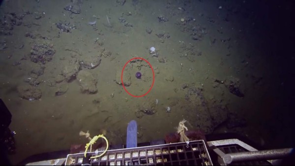 Científicos encuentran un calamar que parece un juguete