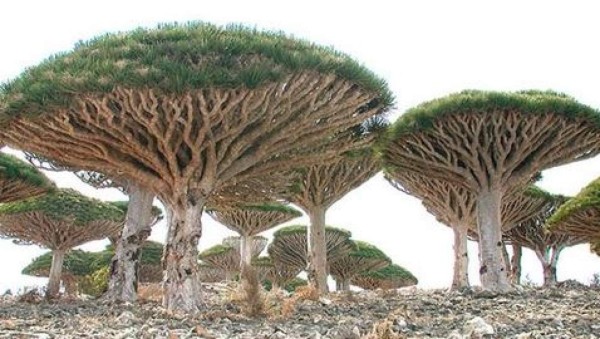 Descubre la 'isla alienígena' en la Tierra&nbsp;&nbsp;