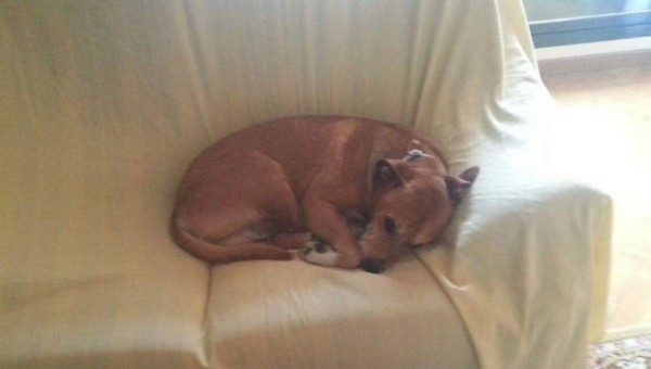 Preguntas y respuestas sobre los perros y el ébola