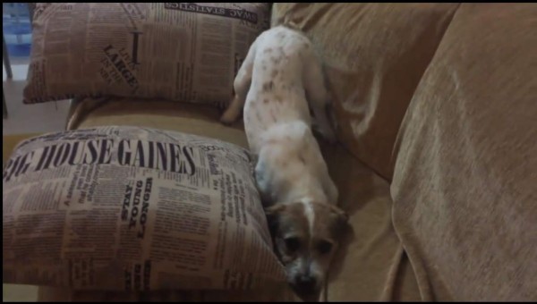Perro se asusta al ver la película El Conjuro 2