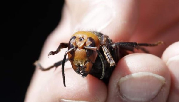 Datos que debe saber de la avispa asiática gigante que mantiene en alerta a Honduras