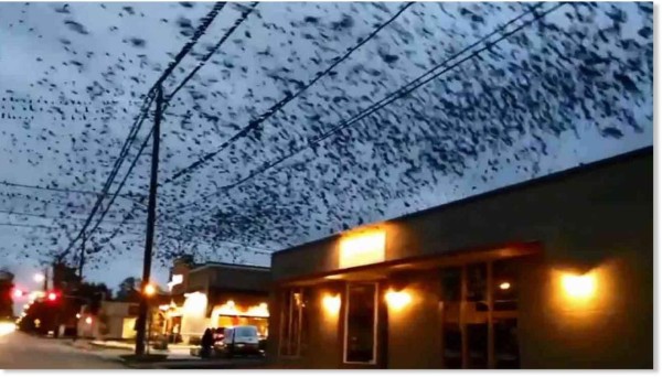 Misterioso comportamiento de aves desconcertó a los habitantes de Houston