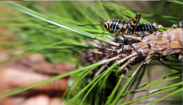 Detectan plaga de langosta en bosque de cerro El Picacho