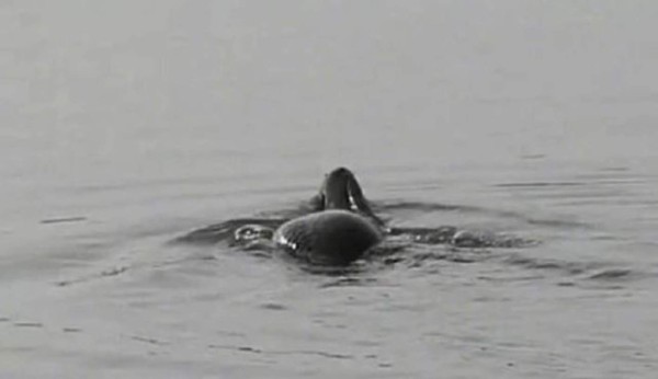 Captan a criatura acuática con cuerpo de pez y cabeza de cocodrilo &nbsp;&nbsp;