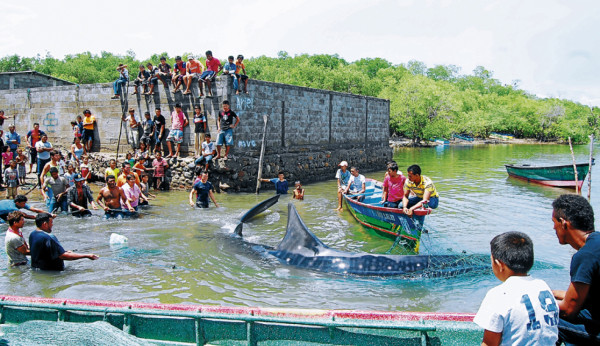 Honduras: Pescadores liberan a una ballena varada en el sur del país