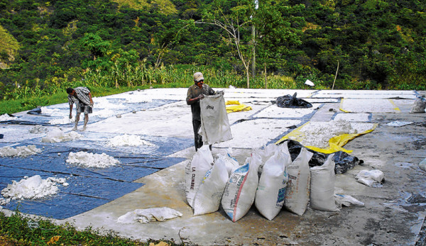 Exitosa producción de almidón en zona sur de Honduras