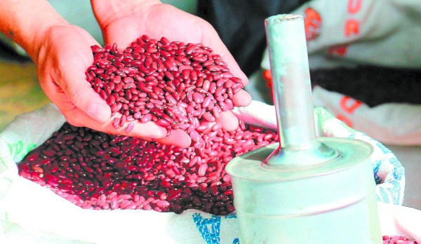 Falta de apoyo gubernamental redujo la producción de frijoles