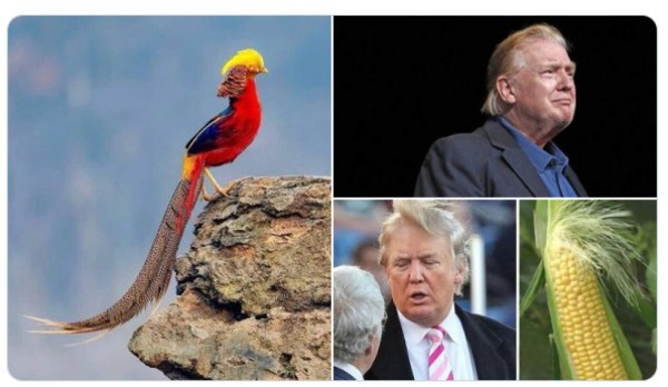 Usuarios no se miden y se burlan del nuevo peinado de Donald Trump con divertidos memes